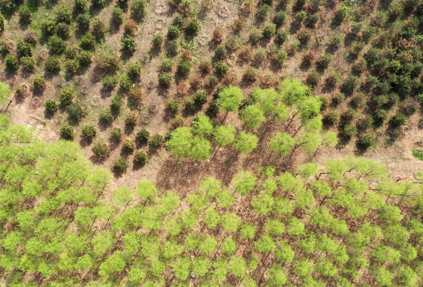 无人机技术在现代林业工作方面的应用(图5) 无人机技术在现代林业工作方面的应用(图5)